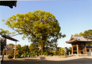 朝田寺の大樹～楠